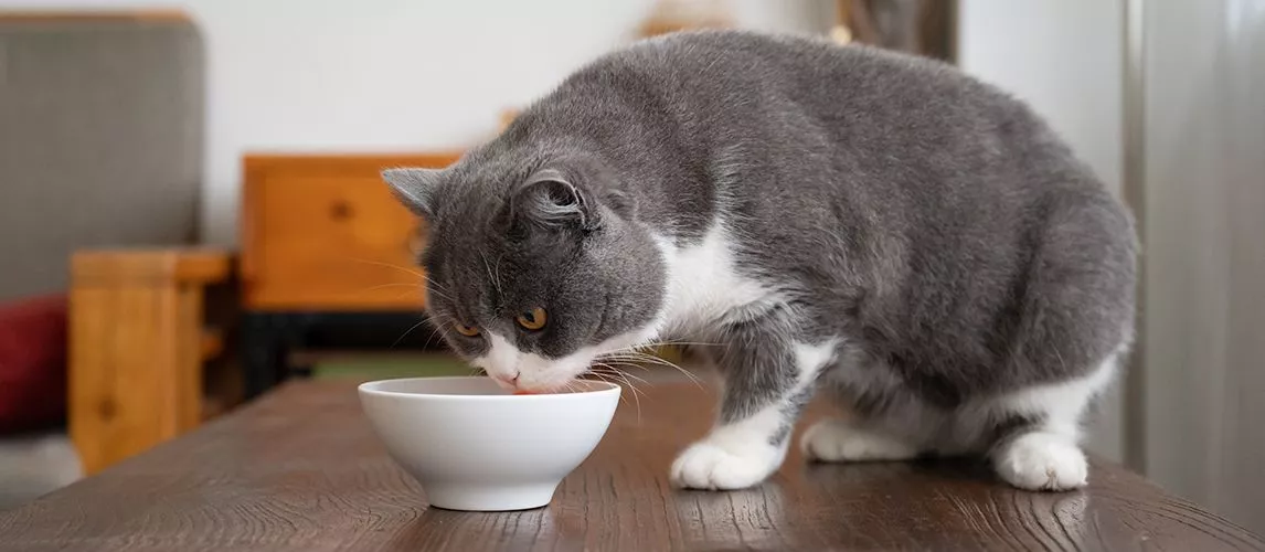 best sensitive stomach cat food
